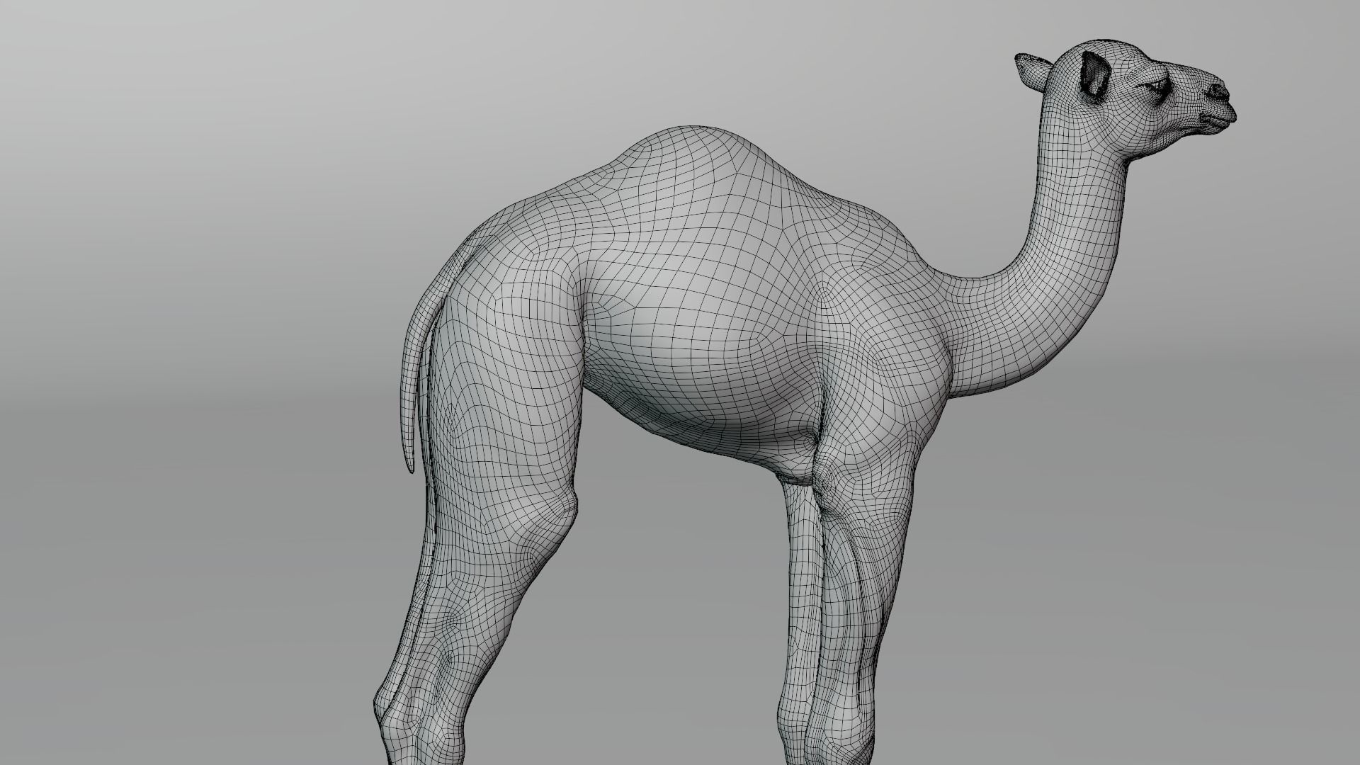 Camel Baby Animated  3D model_20