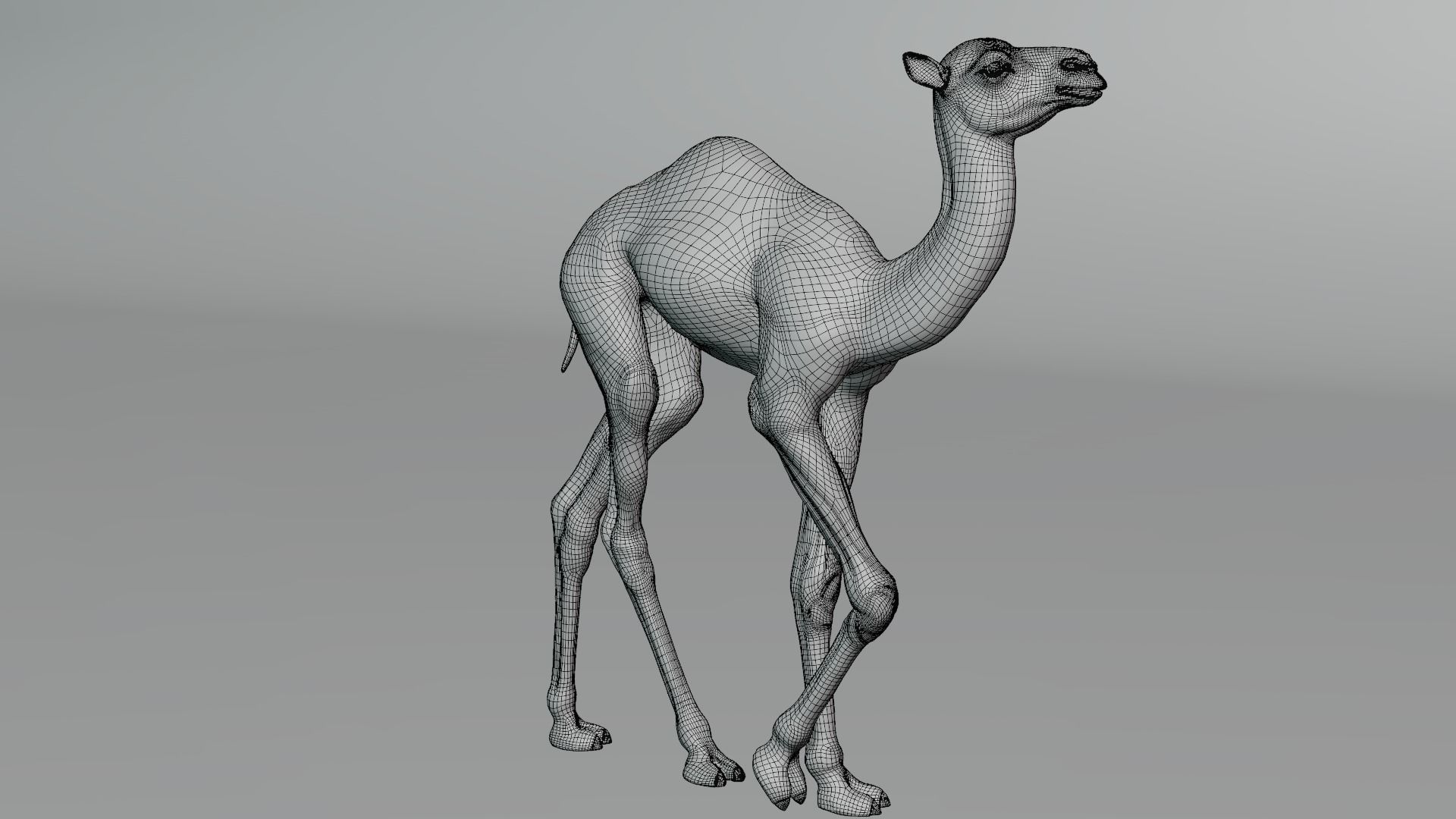 Camel Baby Animated  3D model_22