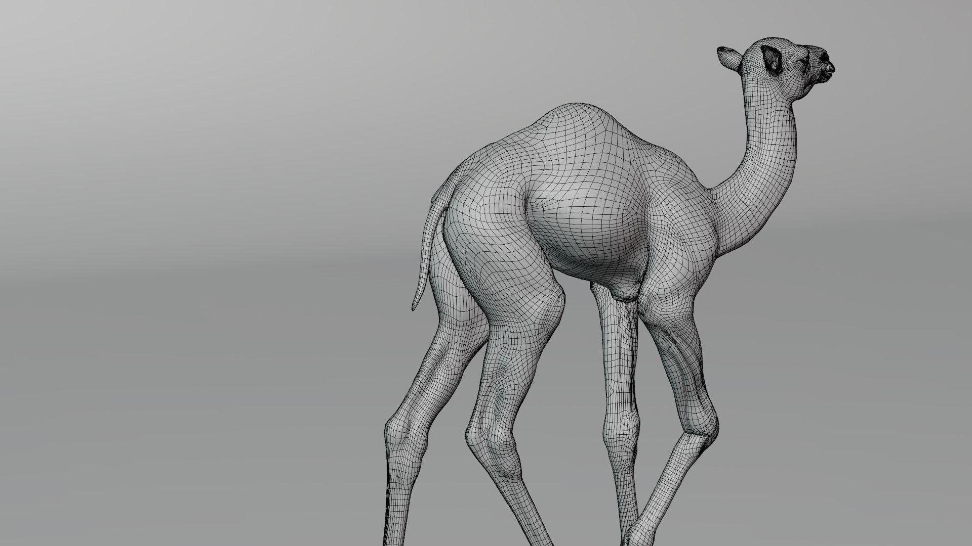 Camel Baby Animated  3D model_24