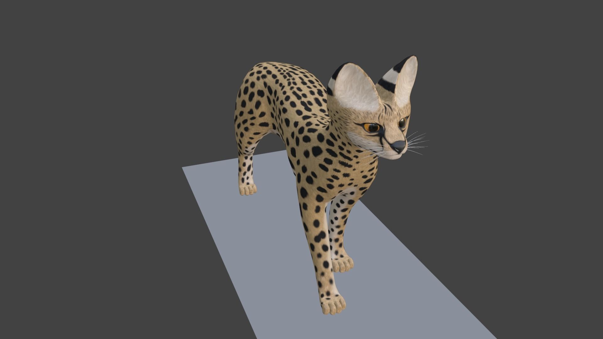 Serval Cat Game Ready Model Unreal Engine  3D model_5