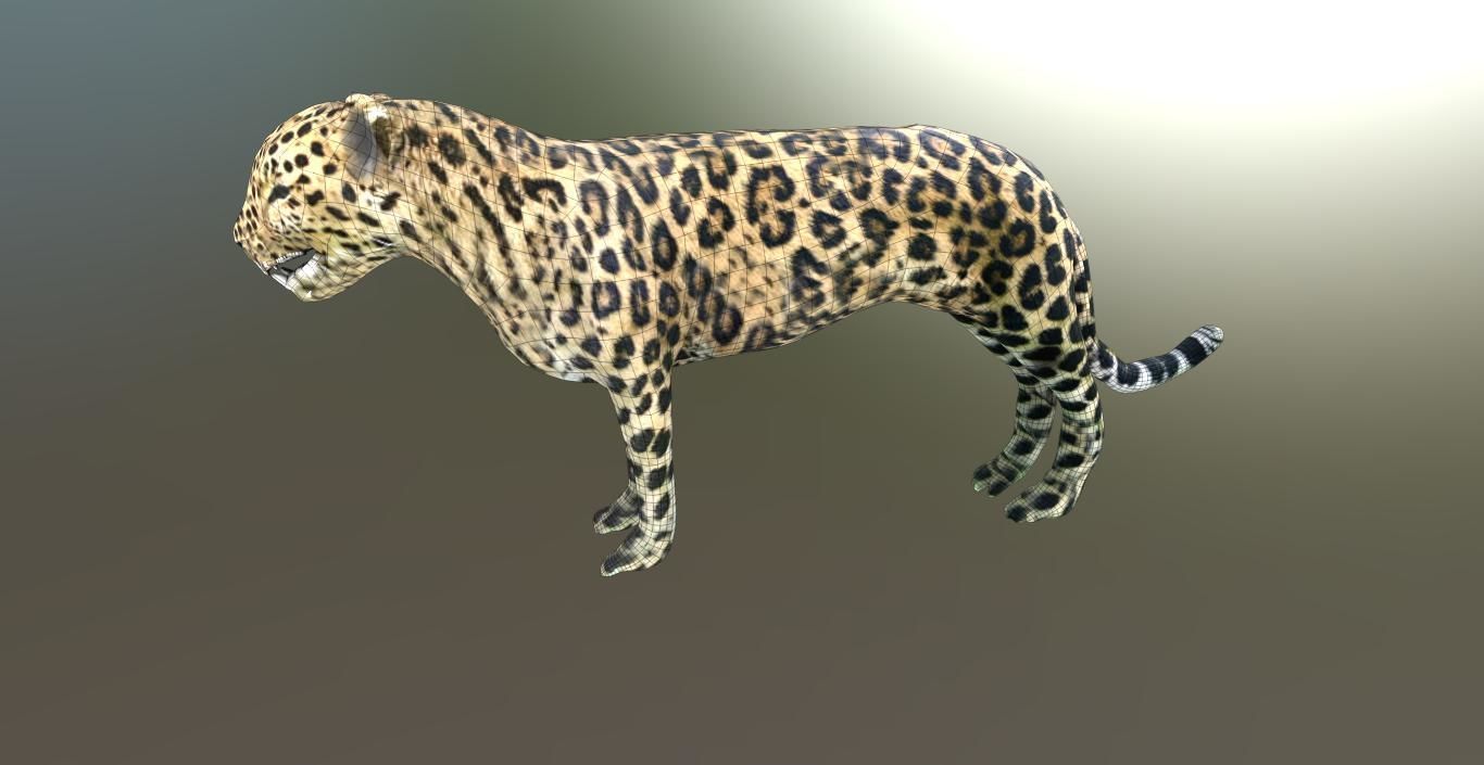 LEOPARD LOWPOLY jaguar Low-poly 3D model_2