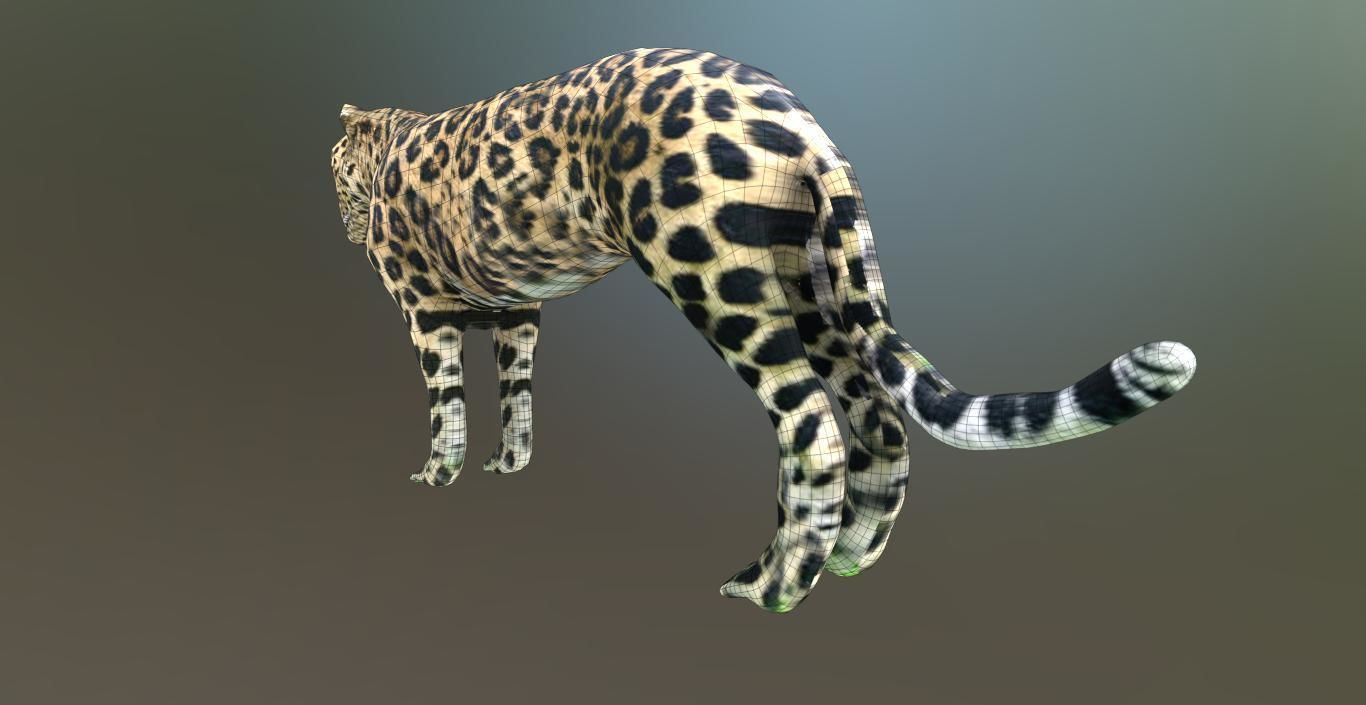 LEOPARD LOWPOLY jaguar Low-poly 3D model_6
