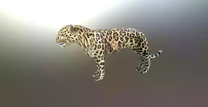 LEOPARD LOWPOLY jaguar