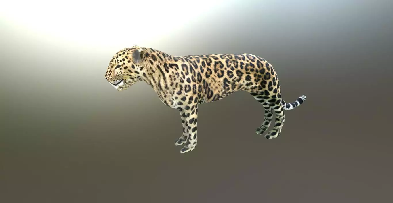 LEOPARD LOWPOLY jaguar Low-poly 3D model_0