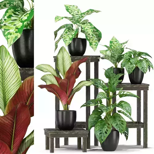 Plants collection 351