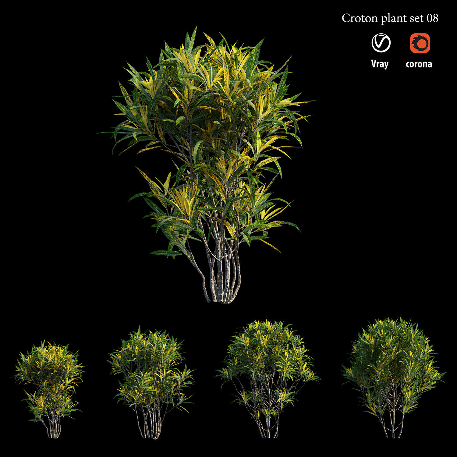 Croton plant set 08 3D model_4