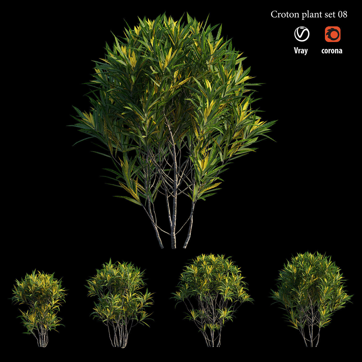 Croton plant set 08 3D model_1