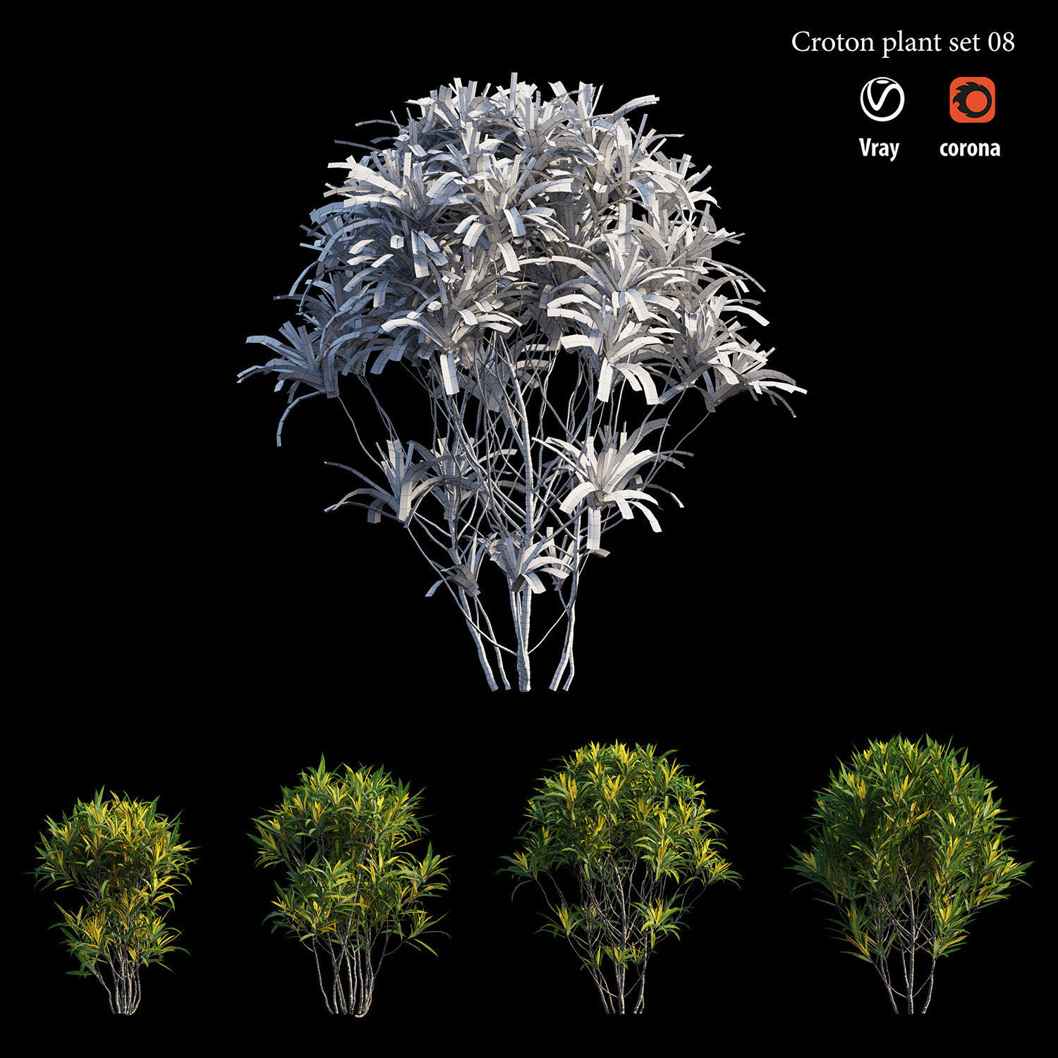 Croton plant set 08 3D model_5
