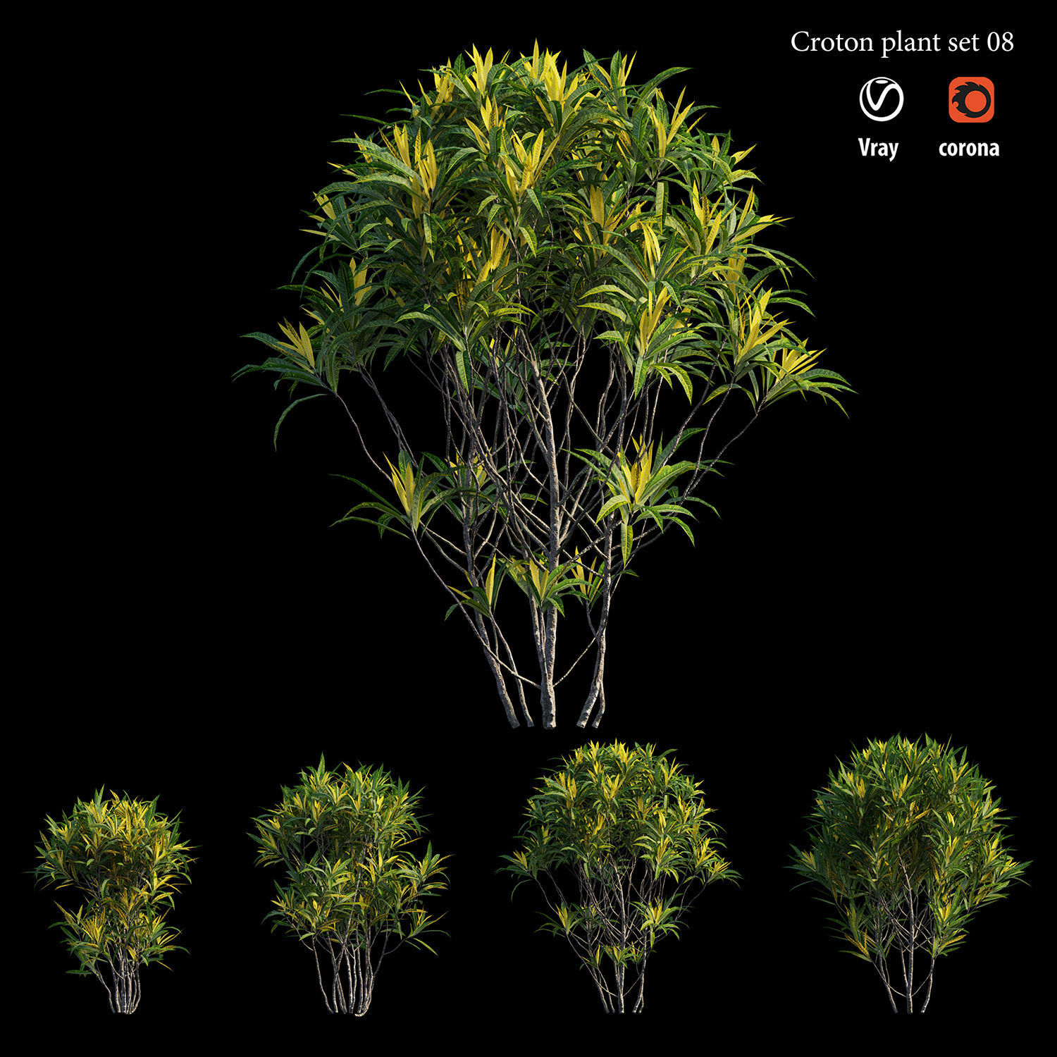 Croton plant set 08 3D model_2