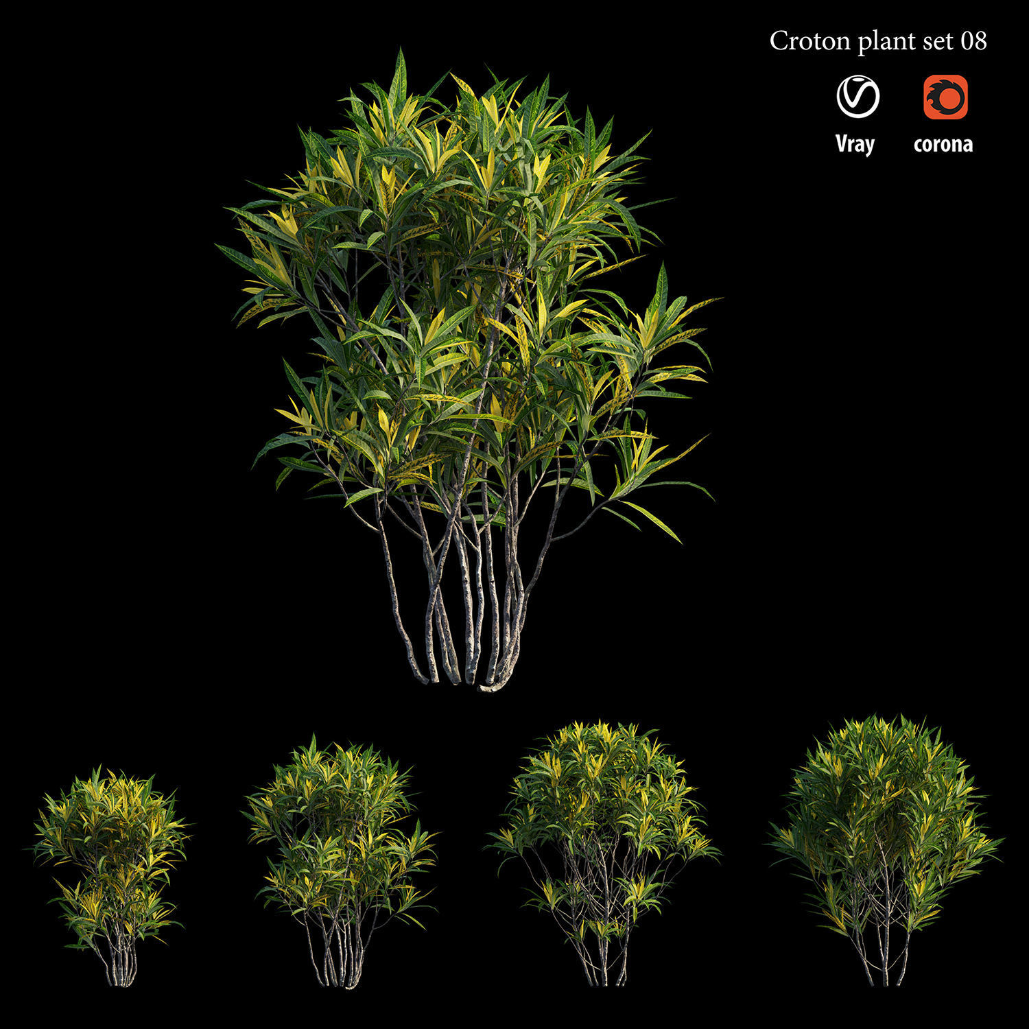 Croton plant set 08 3D model_3