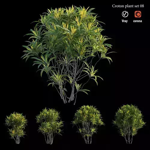 Croton plant set 08 3D model