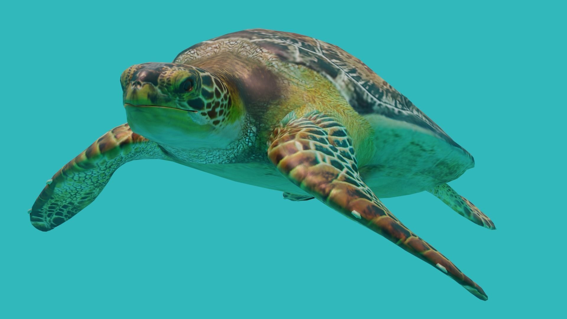 sea turtle Low-poly 3D model_6
