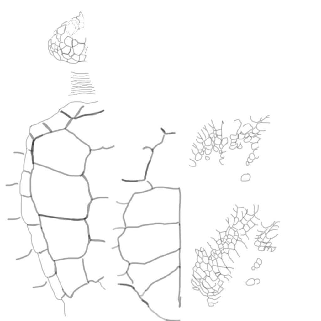 sea turtle Low-poly 3D model_15