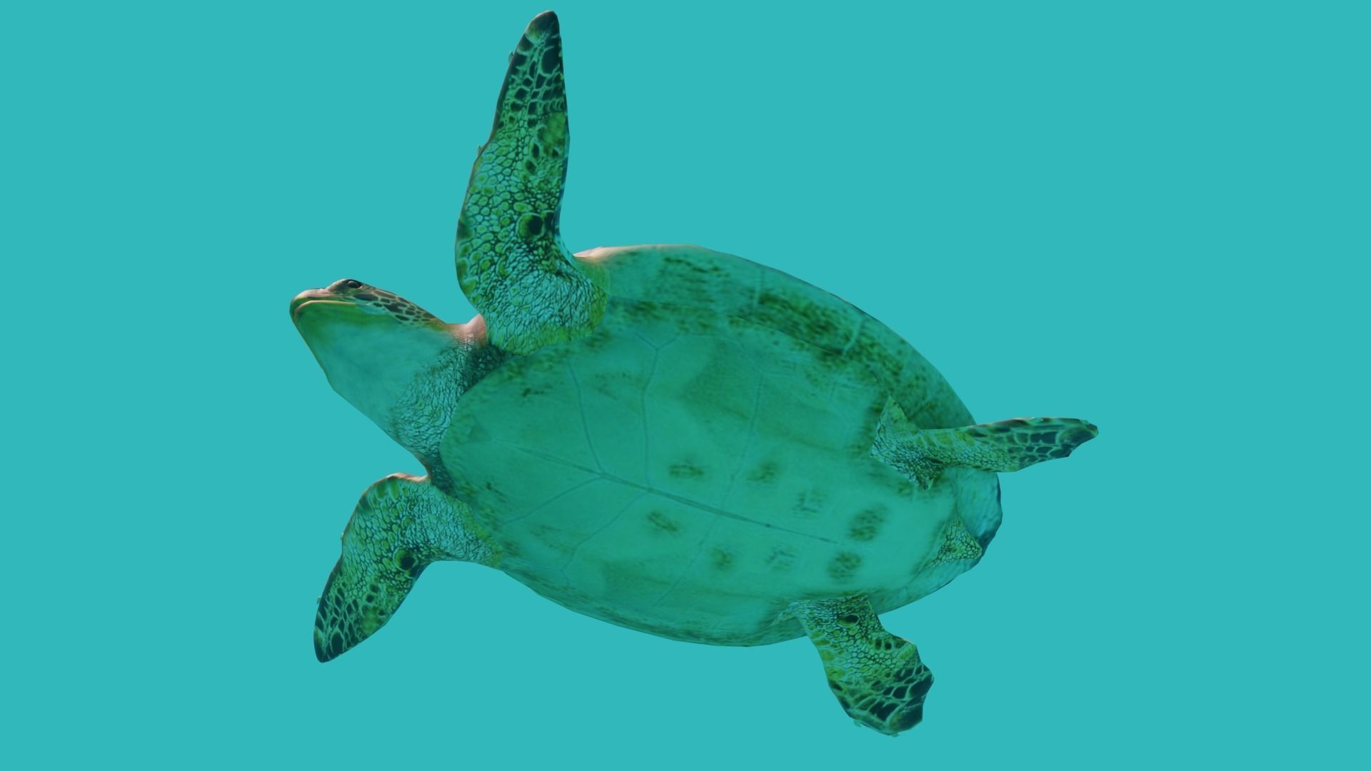 sea turtle Low-poly 3D model_8