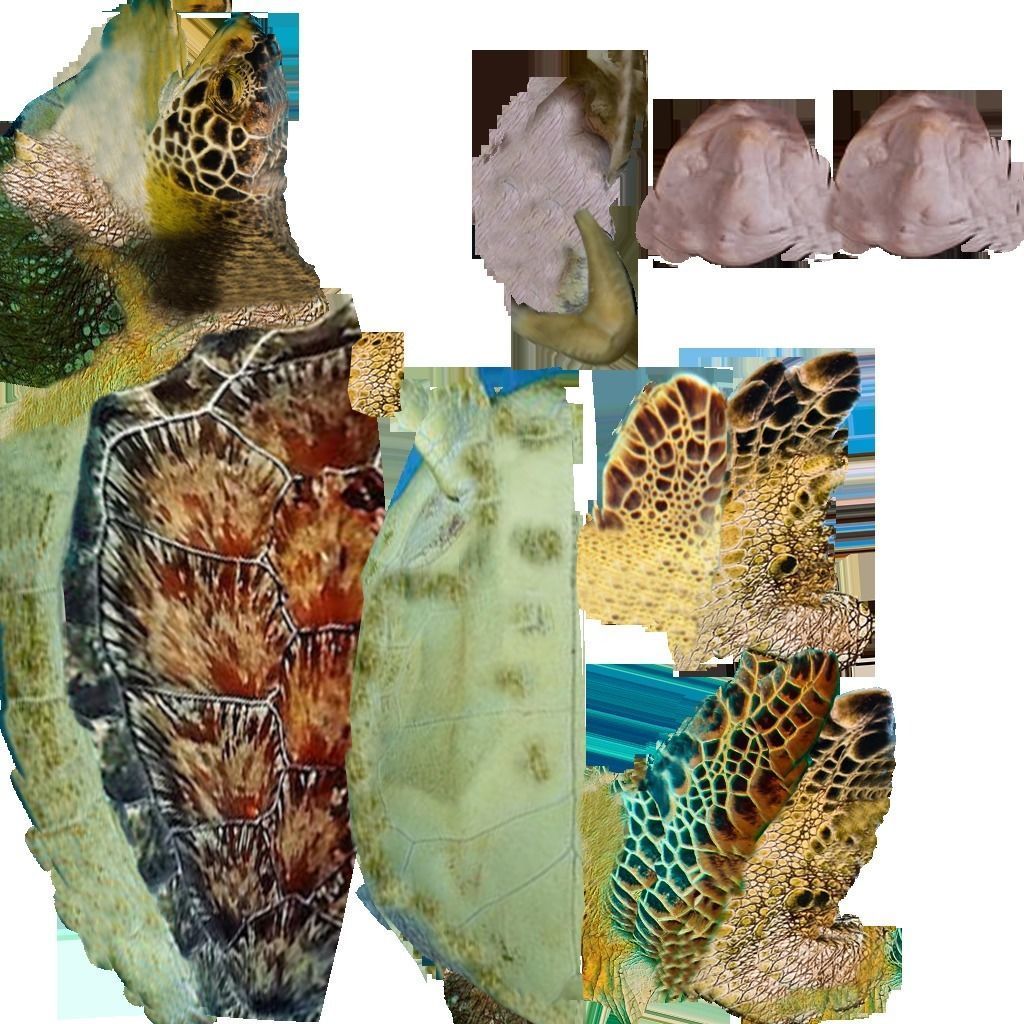 sea turtle Low-poly 3D model_14