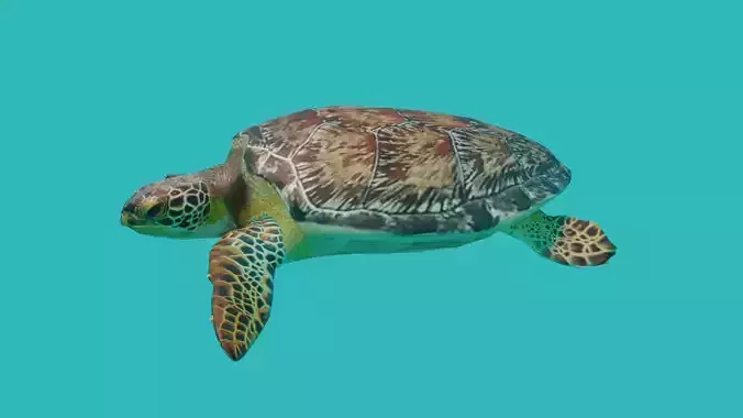 sea turtle Low-poly 3D model