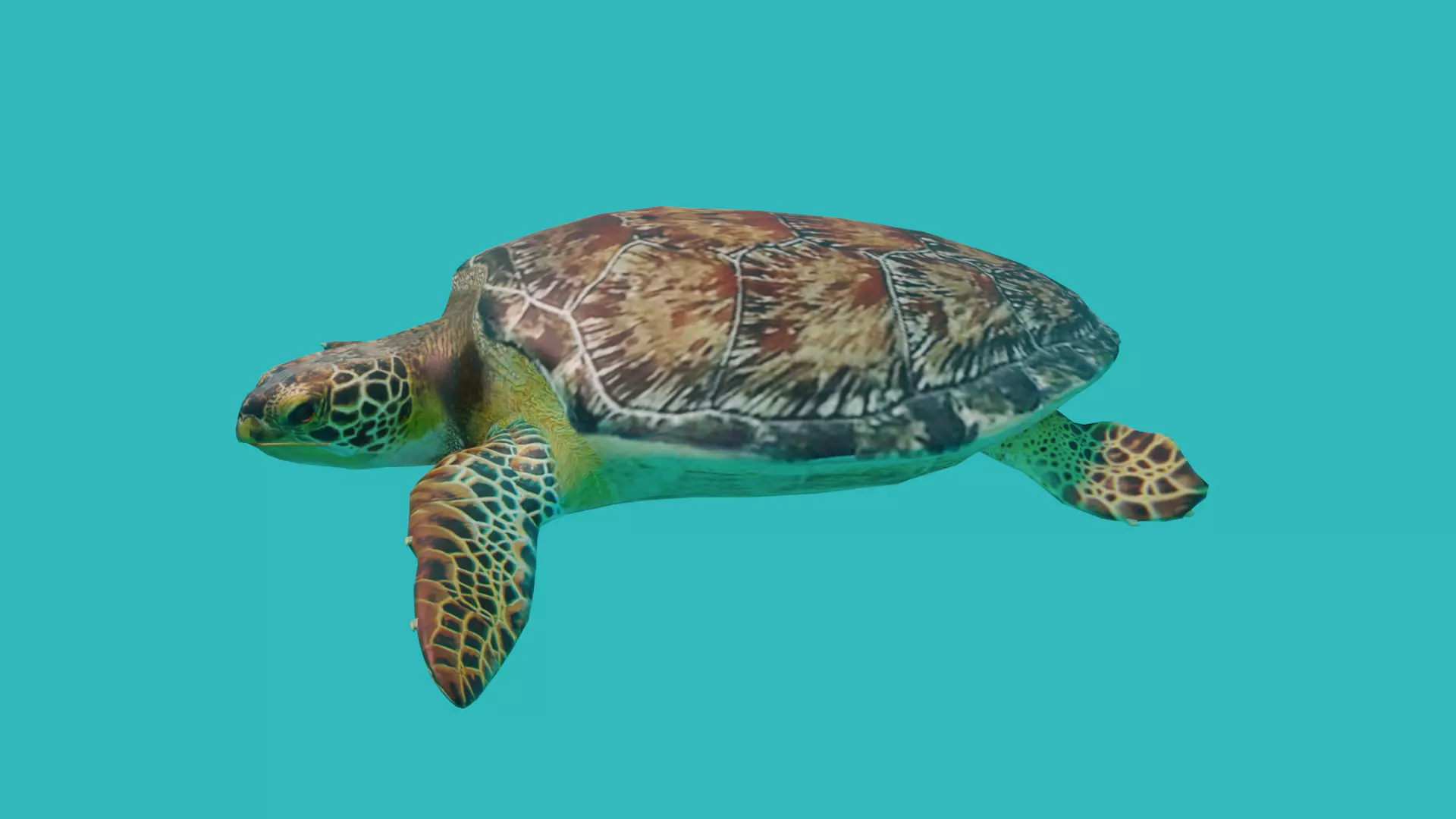 sea turtle Low-poly 3D model_0