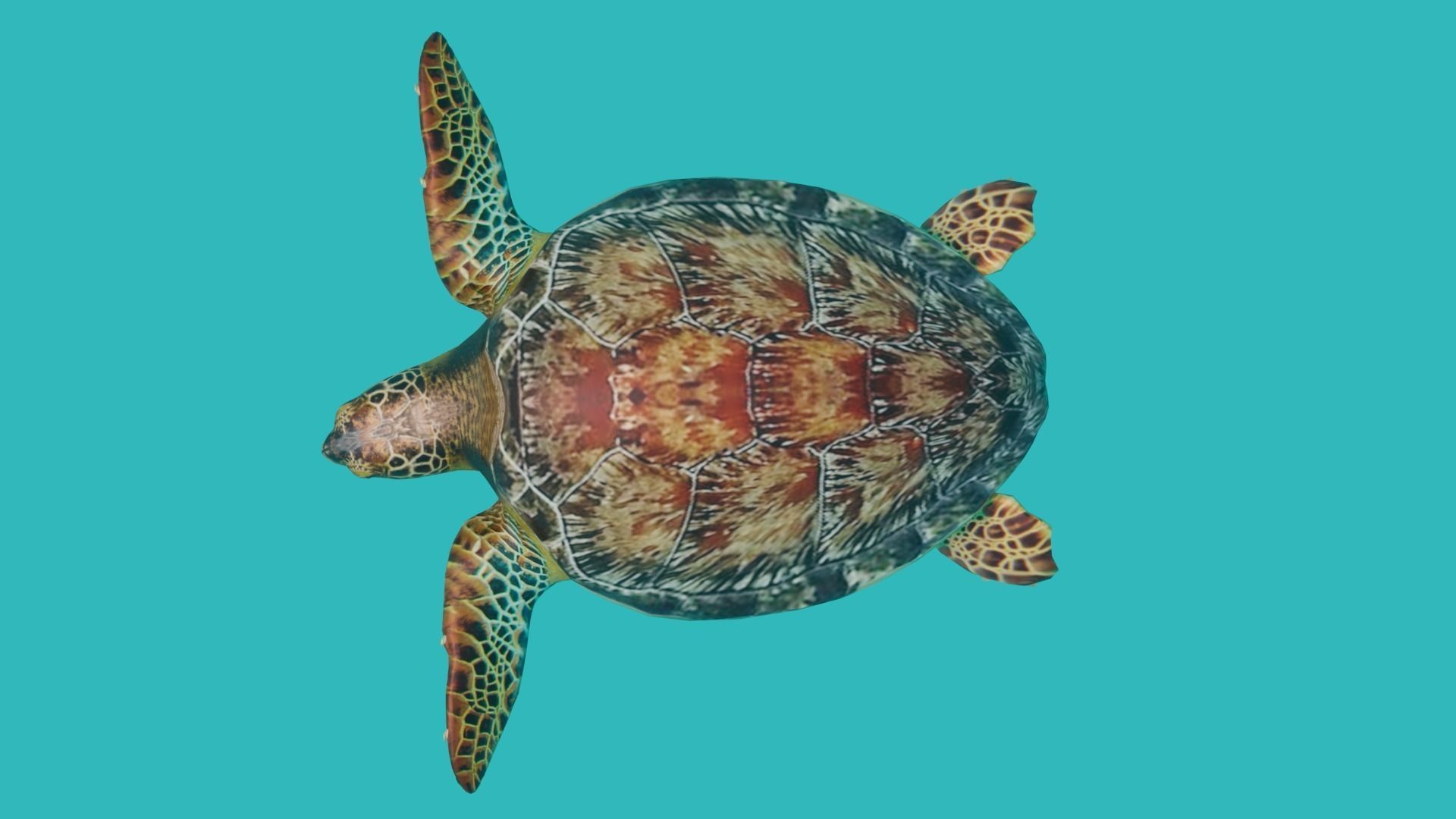 sea turtle Low-poly 3D model_9