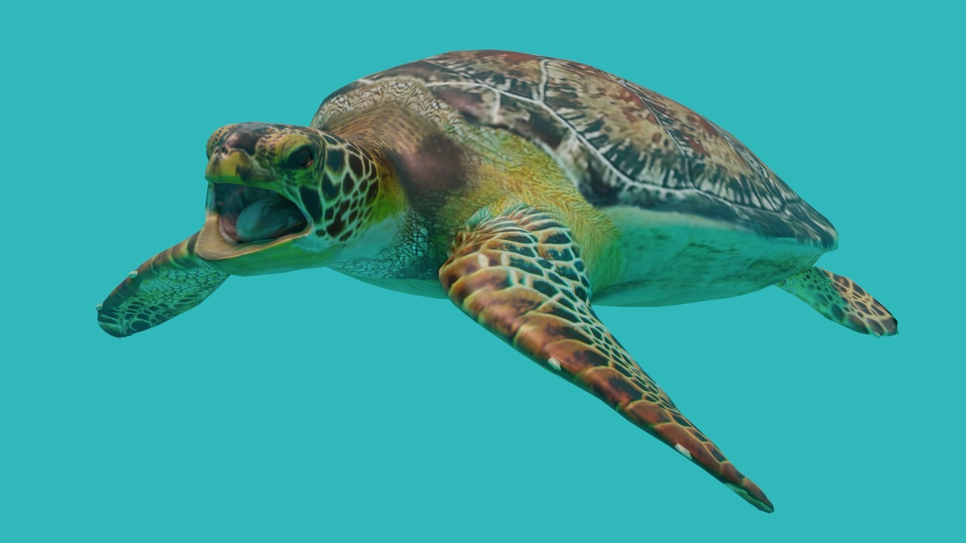 sea turtle Low-poly 3D model_7
