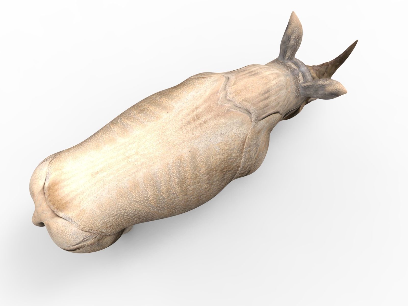 3d Rhino rigged with Animated Rhinoceros realistic Model Low-poly 3D model_8