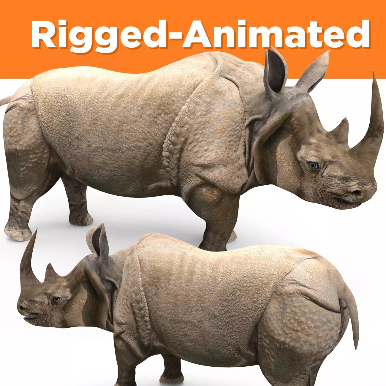 3d Rhino rigged with Animated Rhinoceros realistic Model Low-poly 3D model_0