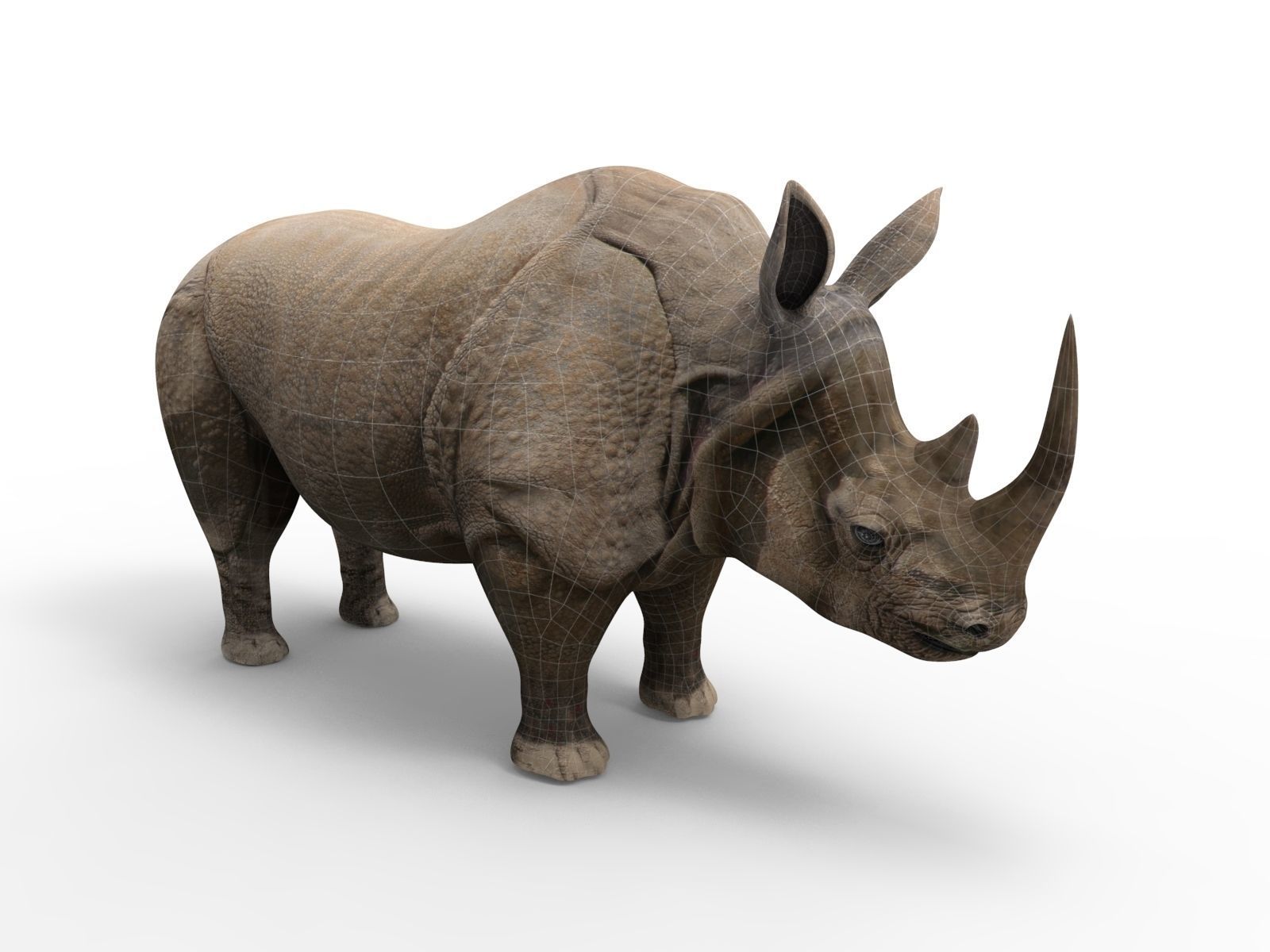 3d Rhino rigged with Animated Rhinoceros realistic Model Low-poly 3D model_13