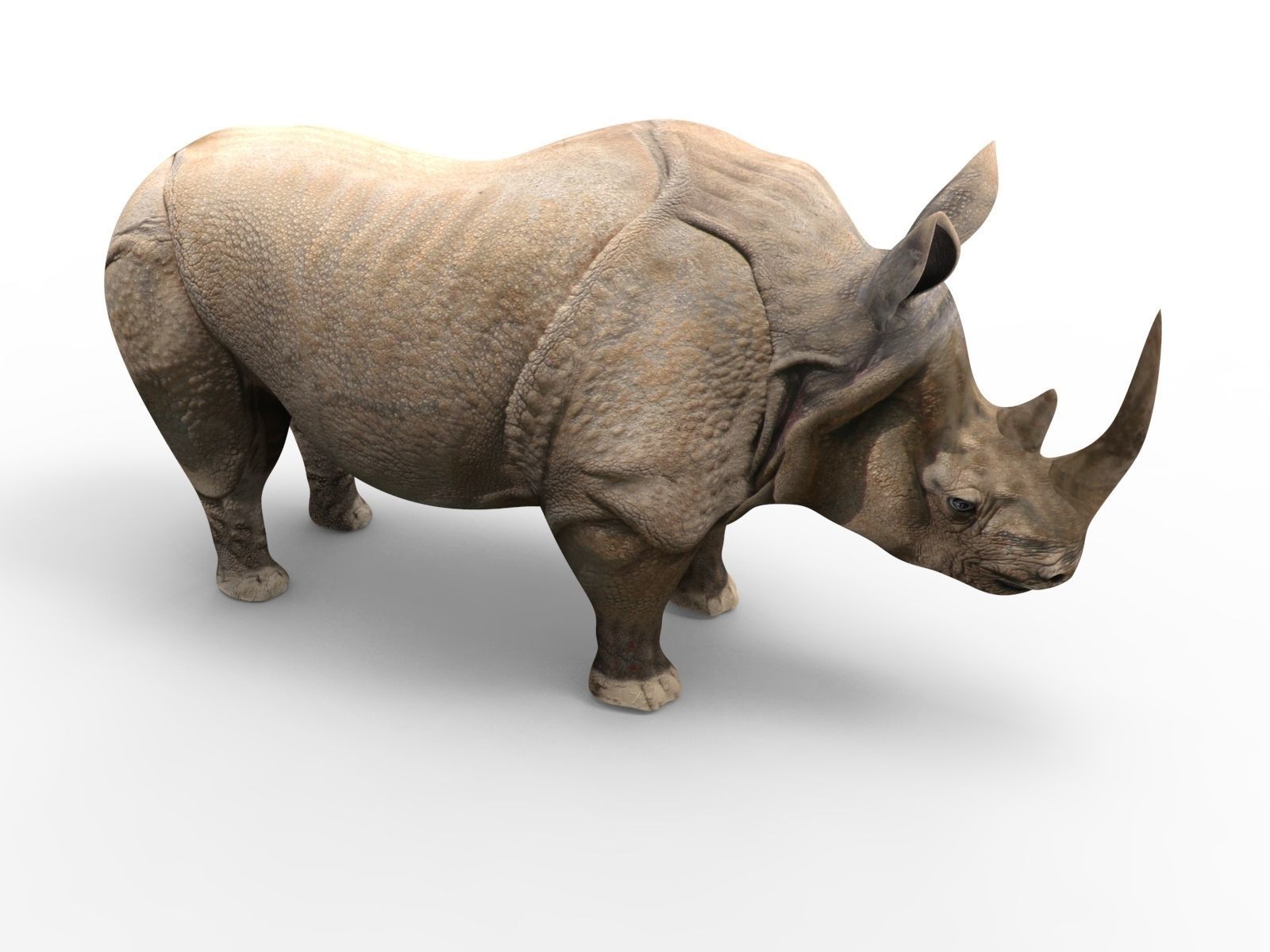 3d Rhino rigged with Animated Rhinoceros realistic Model Low-poly 3D model_2