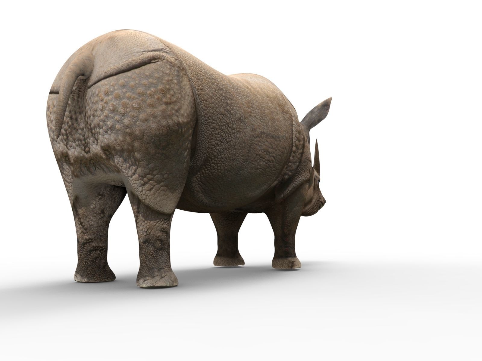 3d Rhino rigged with Animated Rhinoceros realistic Model Low-poly 3D model_7