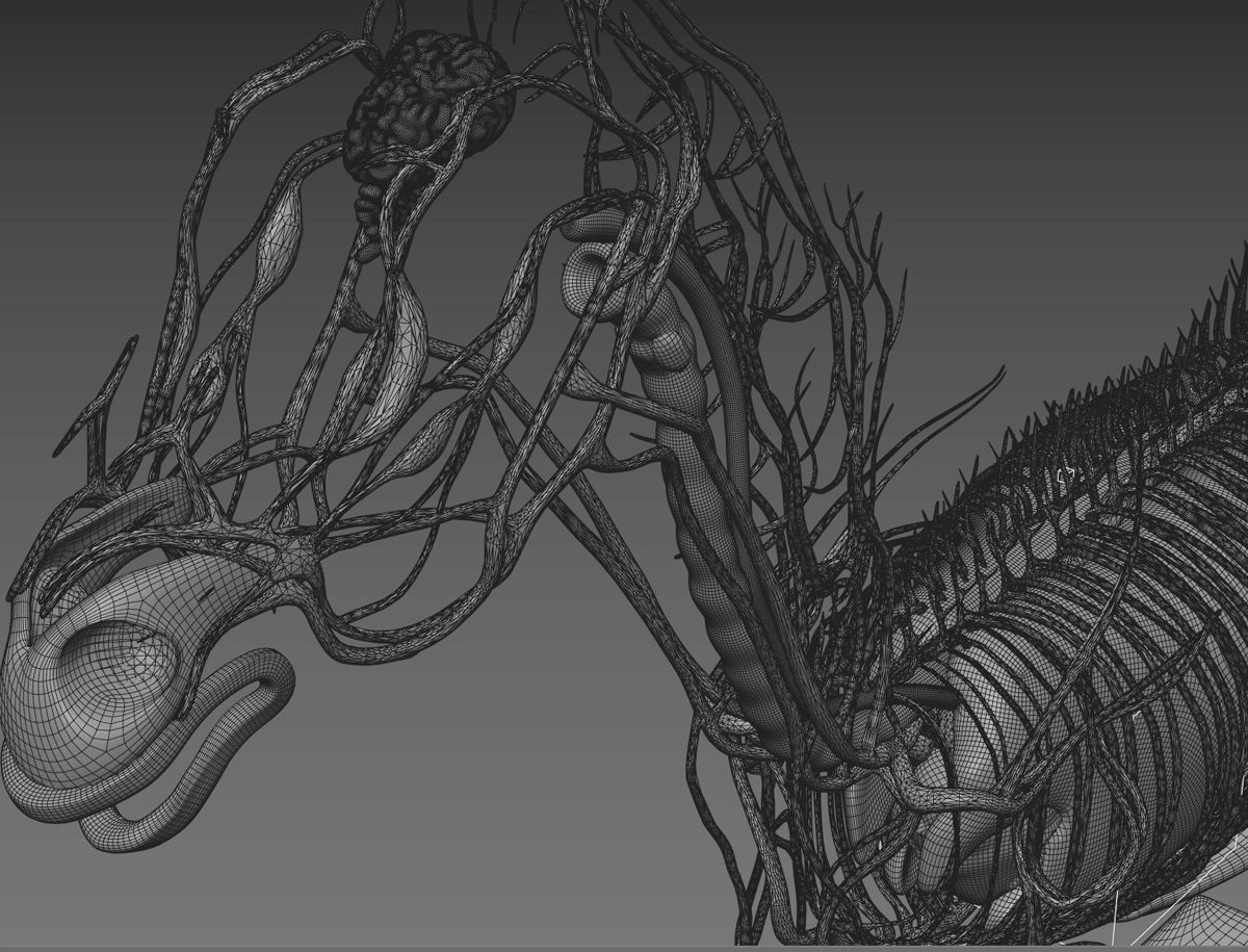 Horse Anatomy with internal organs - 4k textures 3D model_27