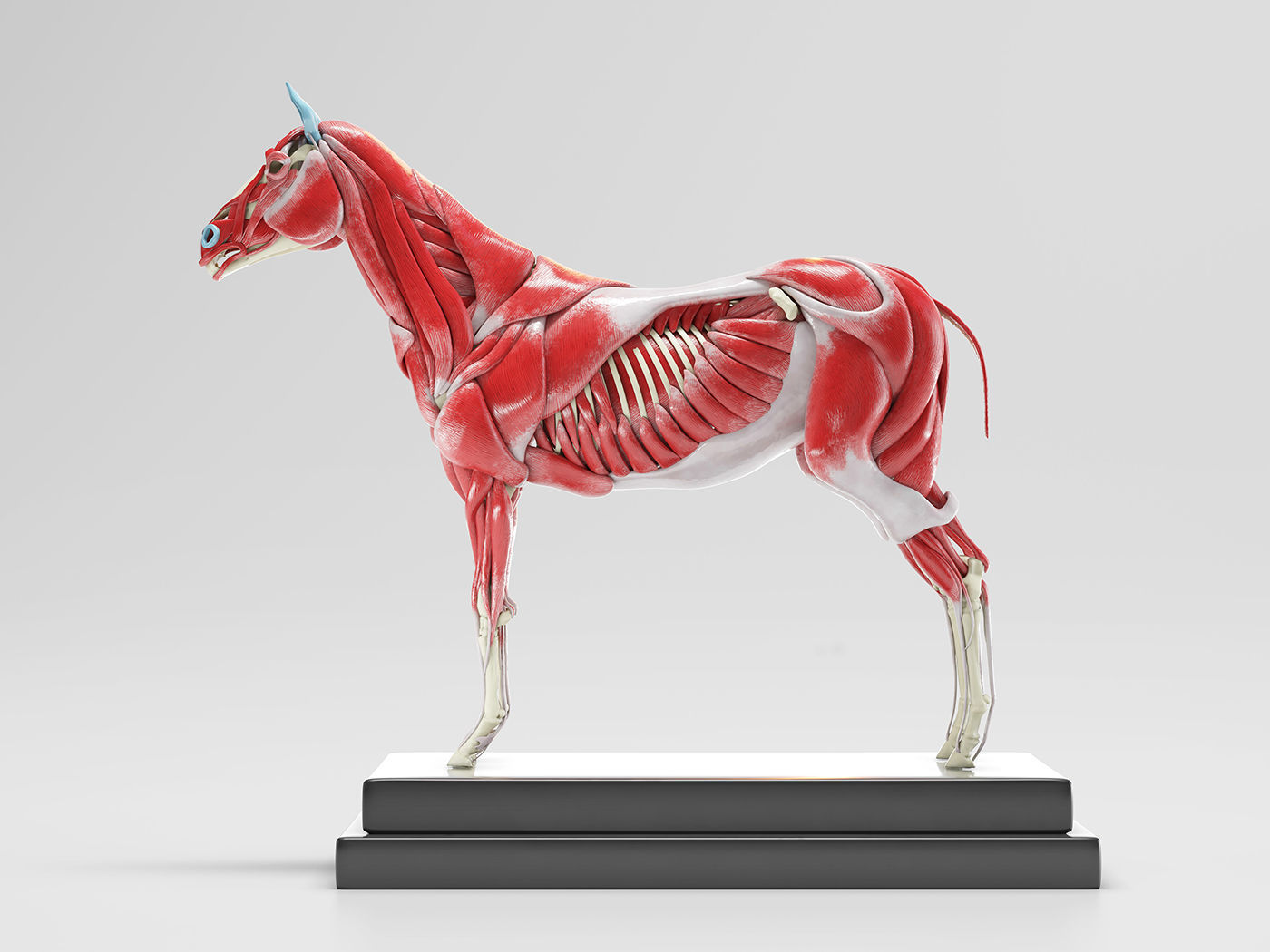 Horse Anatomy with internal organs - 4k textures 3D model_15