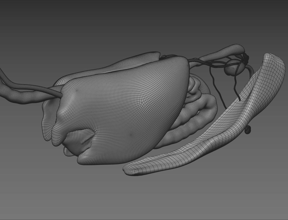 Horse Anatomy with internal organs - 4k textures 3D model_26