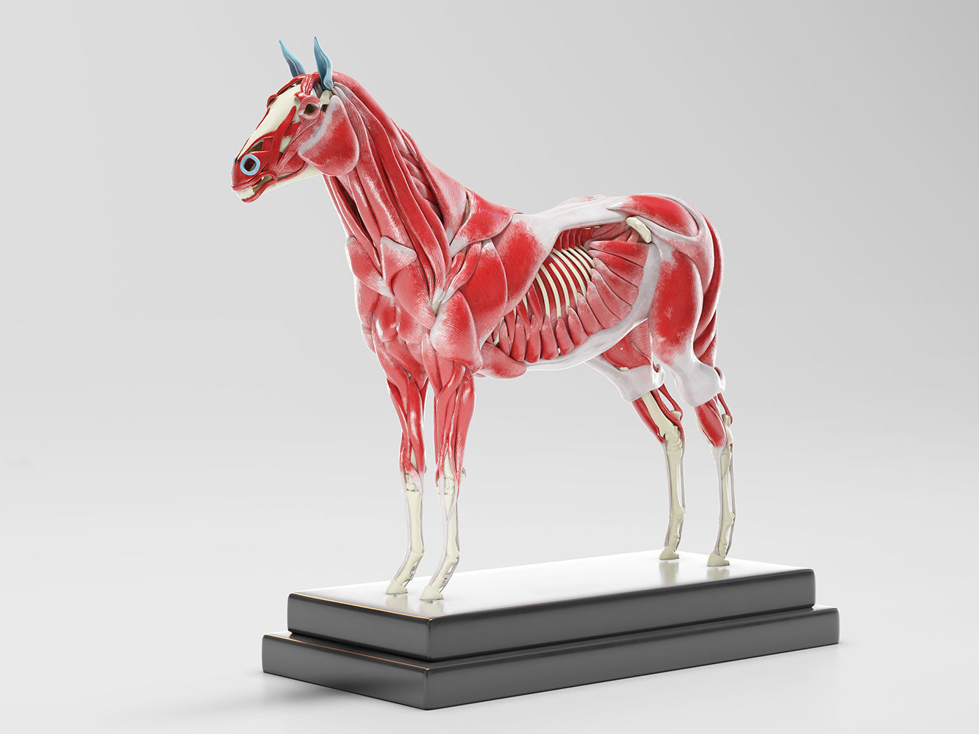 Horse Anatomy with internal organs - 4k textures 3D model_9