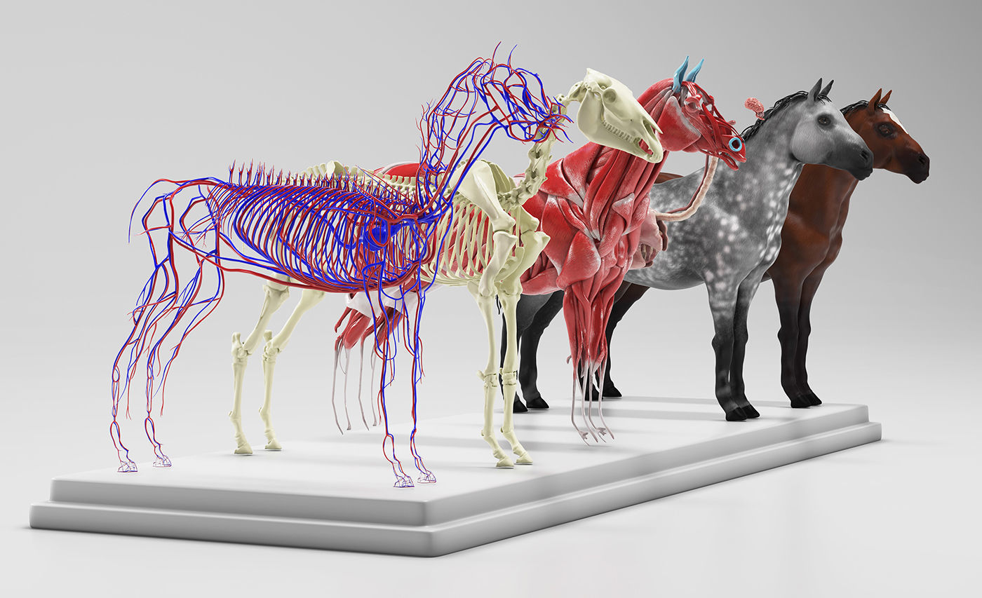 Horse Anatomy with internal organs - 4k textures 3D model_22