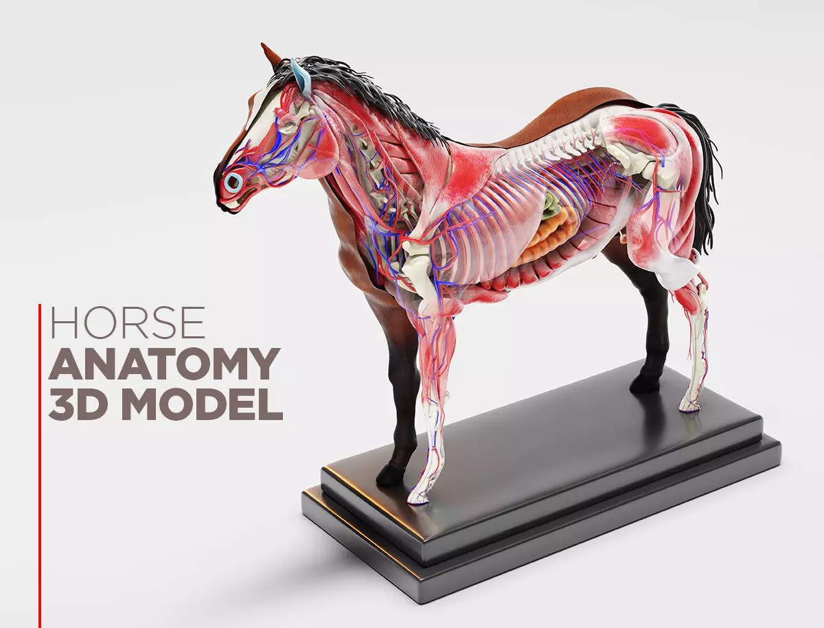 Horse Anatomy with internal organs - 4k textures 3D model_0