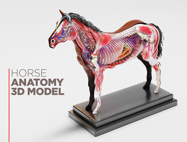 Horse Anatomy with internal organs - 4k textures 3D model
