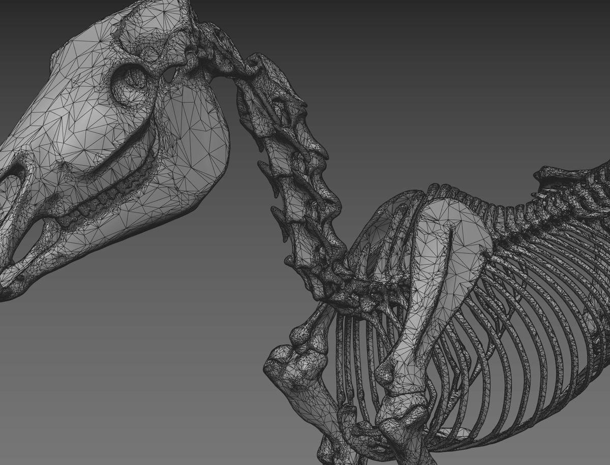 Horse Anatomy with internal organs - 4k textures 3D model_28