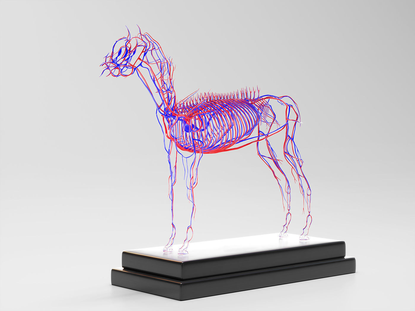 Horse Anatomy with internal organs - 4k textures 3D model_7