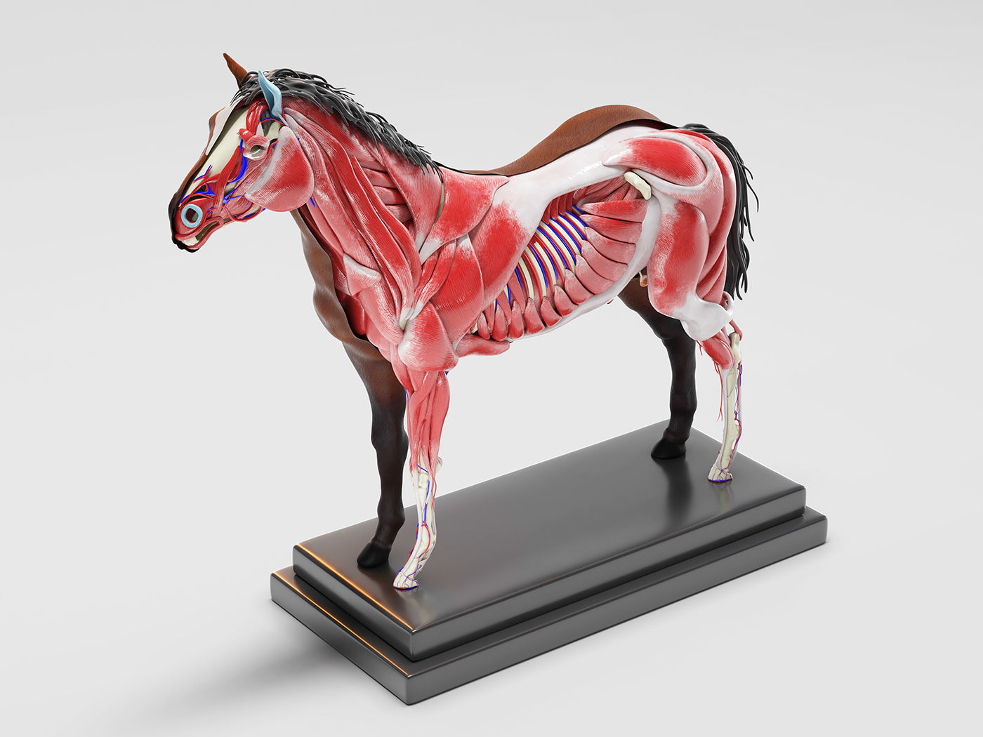 Horse Anatomy with internal organs - 4k textures 3D model_12