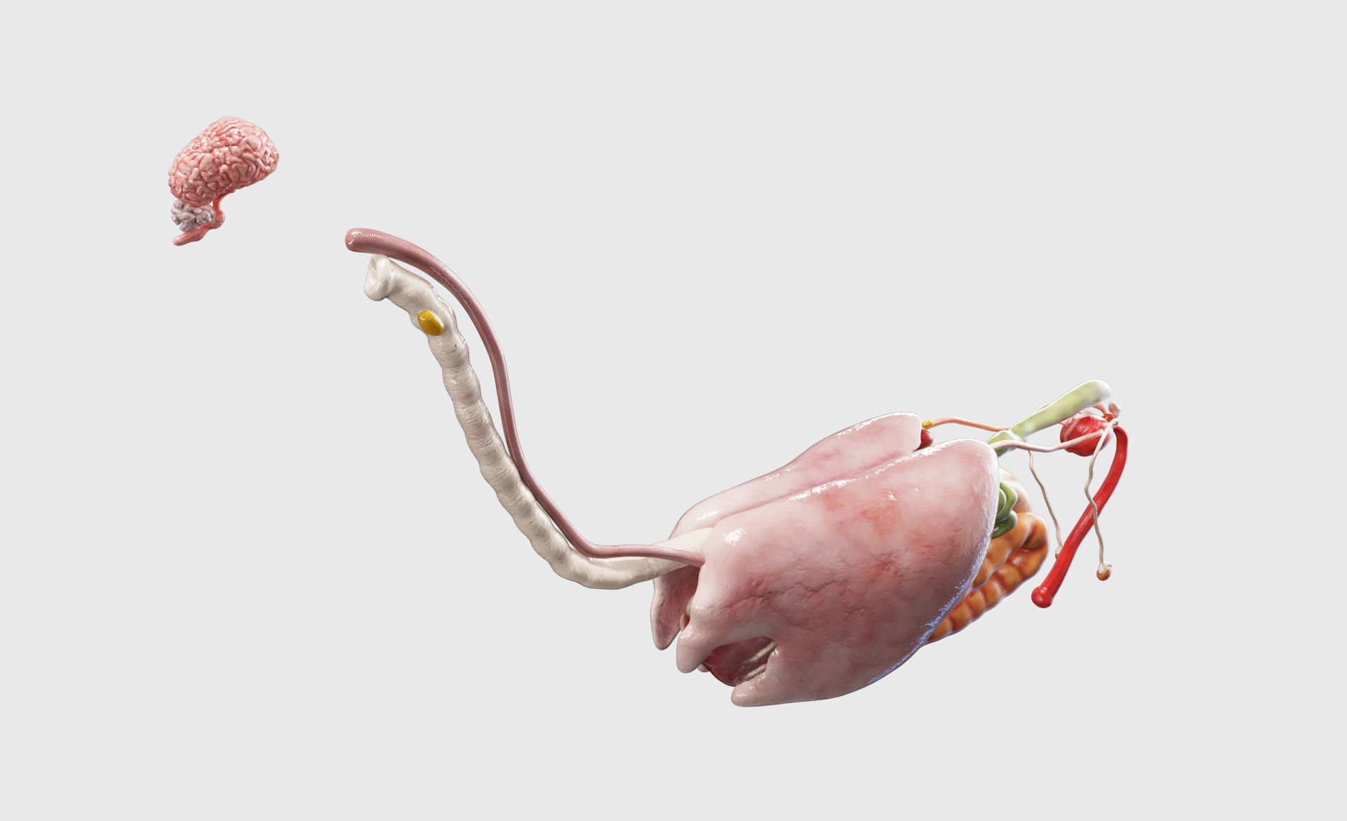 Horse Anatomy with internal organs - 4k textures 3D model_19
