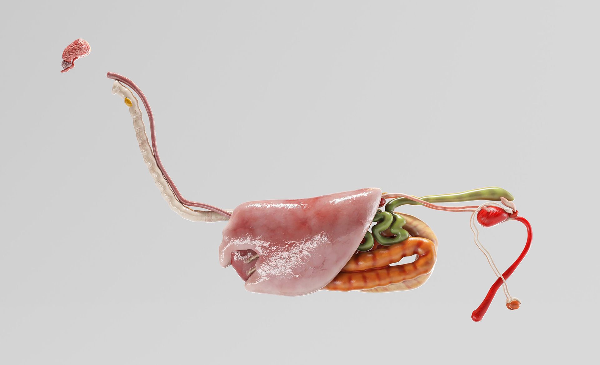 Horse Anatomy with internal organs - 4k textures 3D model_18