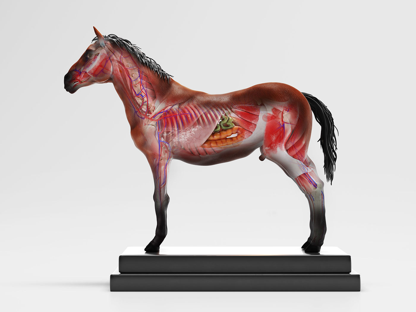 Horse Anatomy with internal organs - 4k textures 3D model_4
