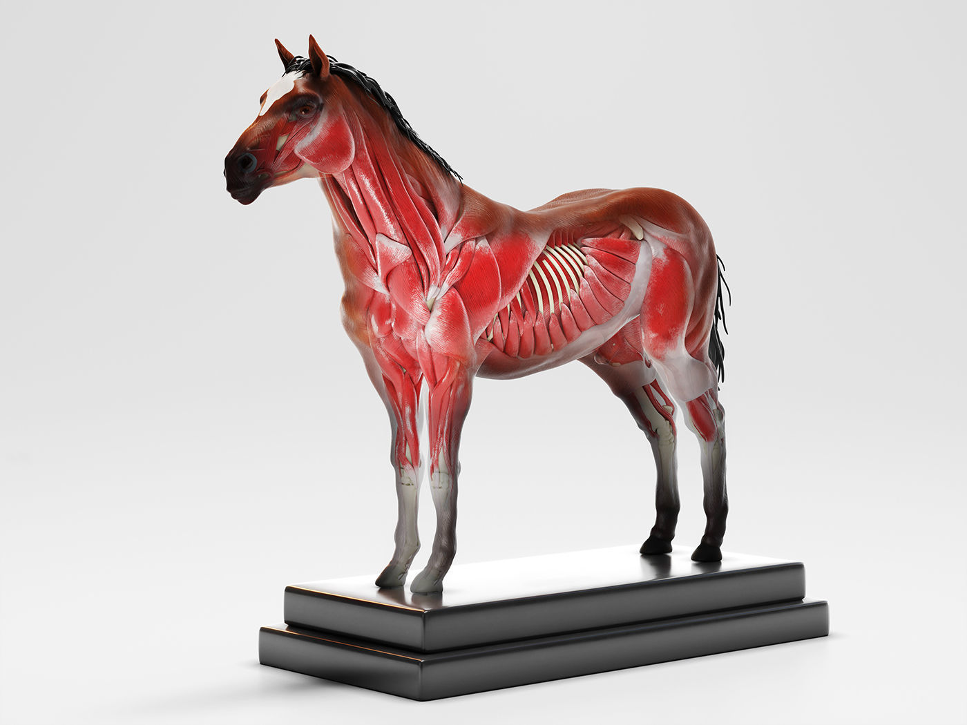 Horse Anatomy with internal organs - 4k textures 3D model_3