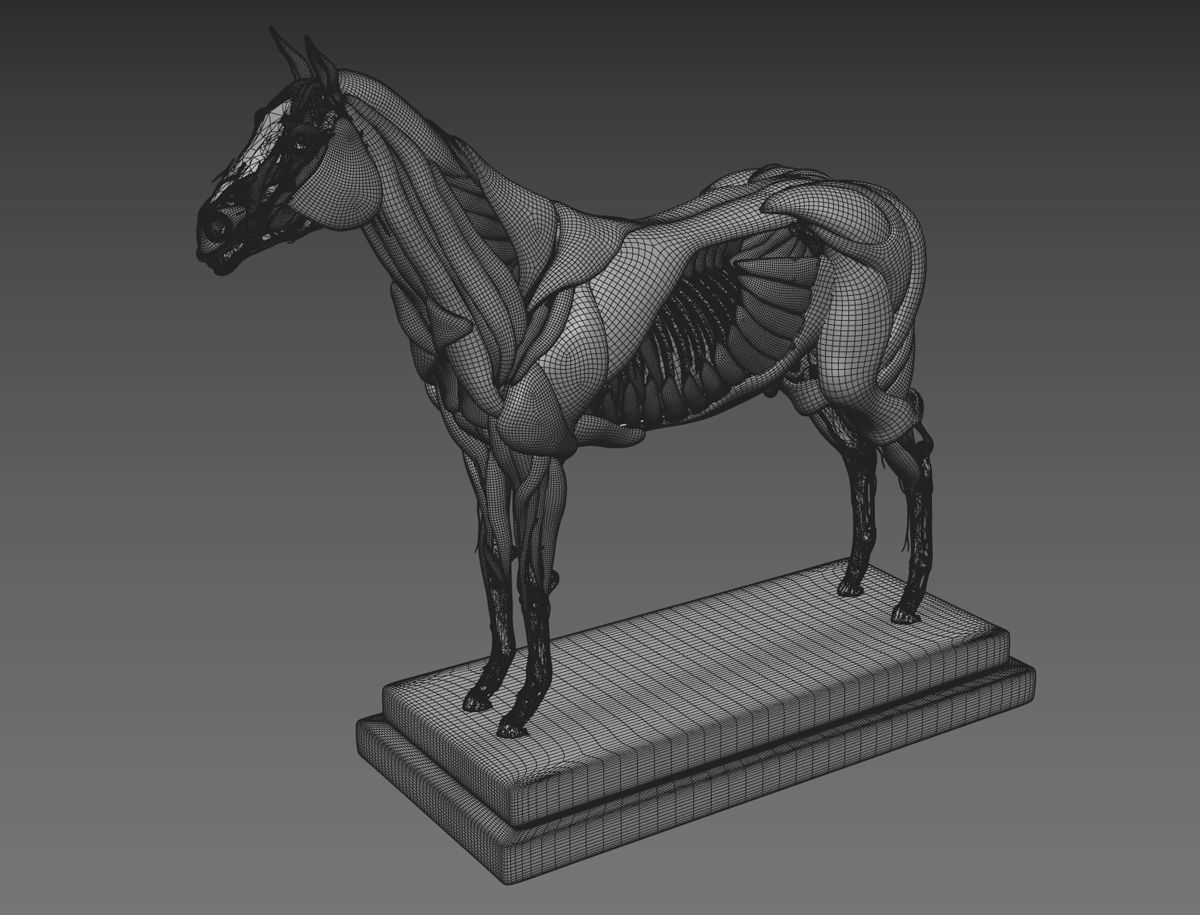 Horse Anatomy with internal organs - 4k textures 3D model_25