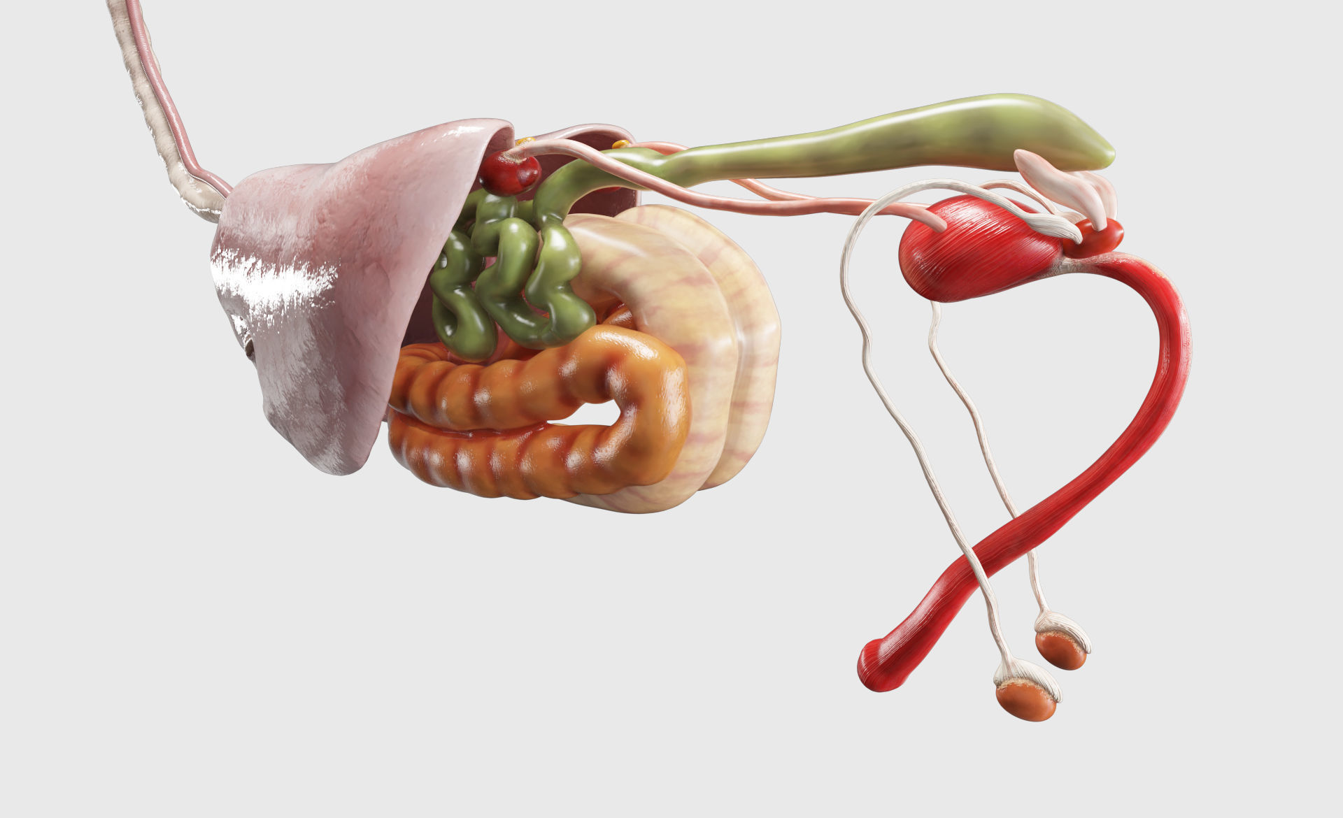 Horse Anatomy with internal organs - 4k textures 3D model_20