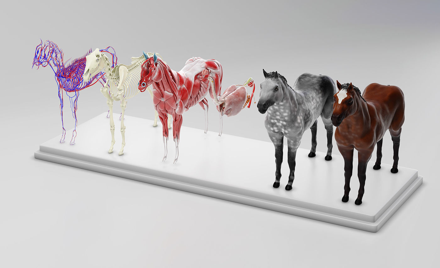 Horse Anatomy with internal organs - 4k textures 3D model_23