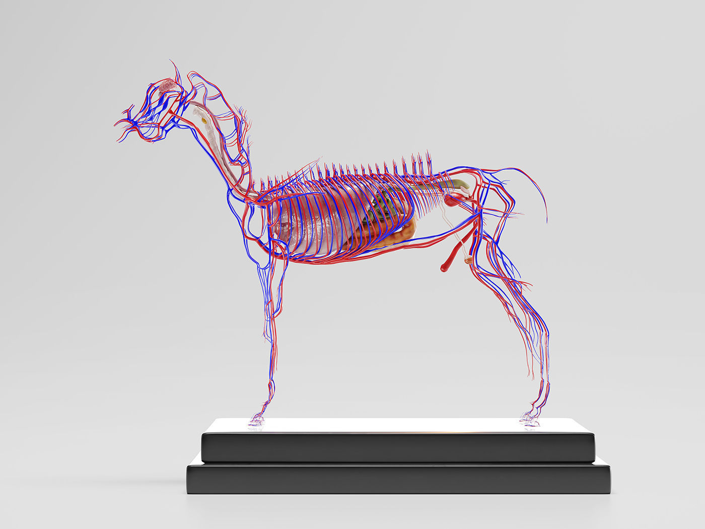 Horse Anatomy with internal organs - 4k textures 3D model_13
