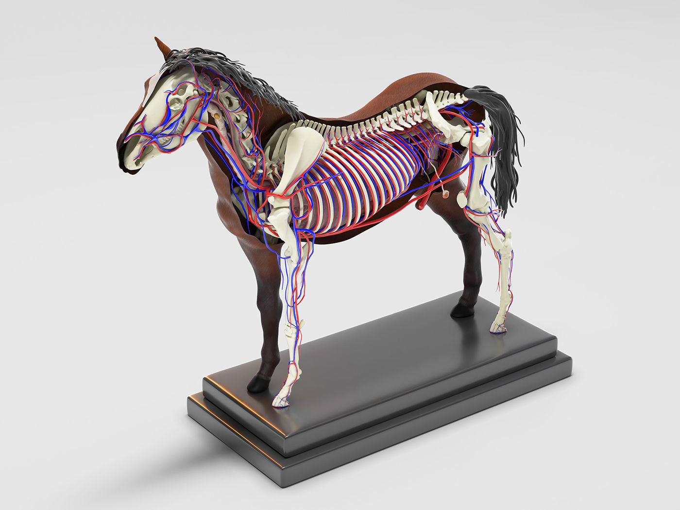Horse Anatomy with internal organs - 4k textures 3D model_11