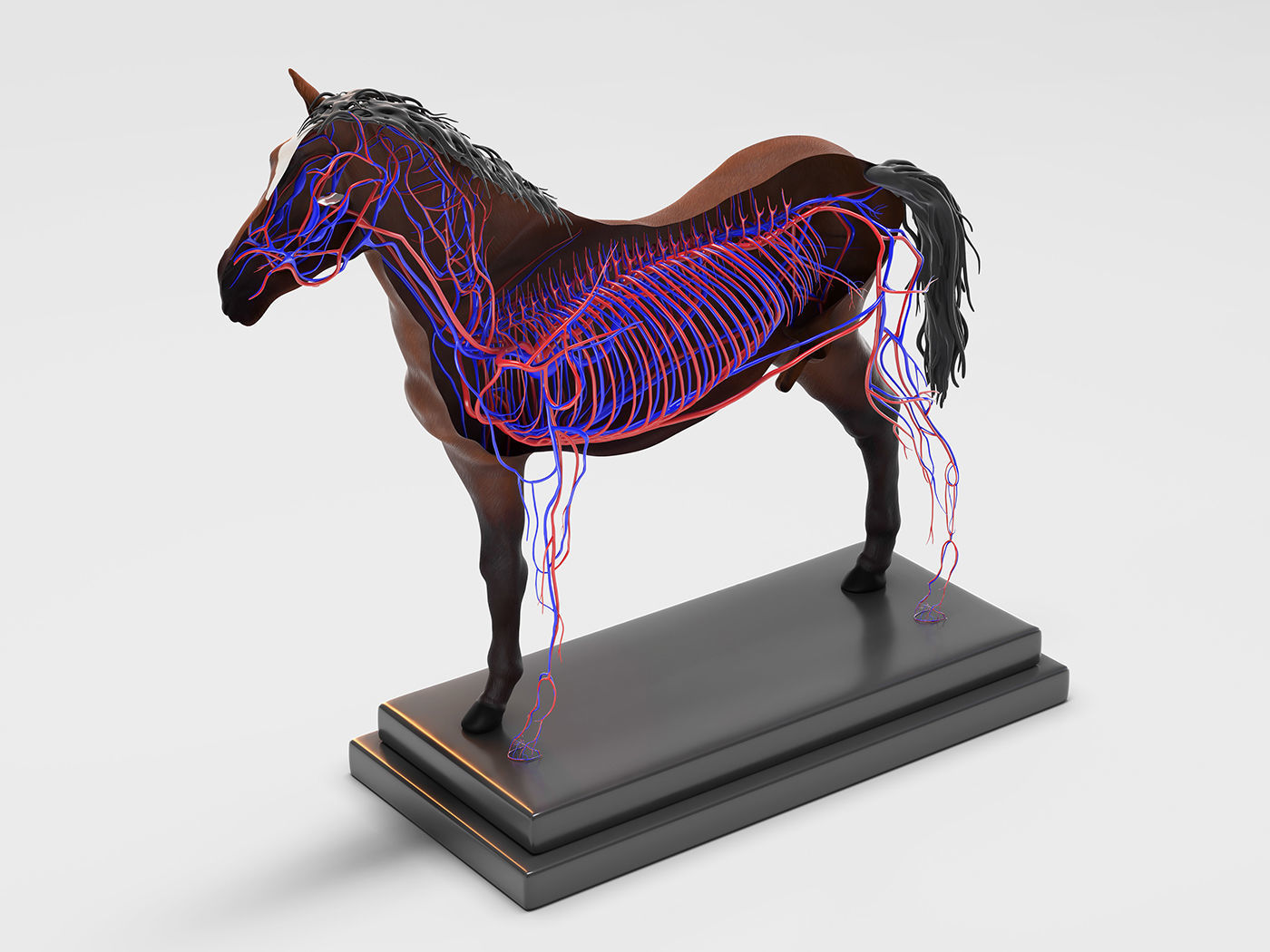 Horse Anatomy with internal organs - 4k textures 3D model_10