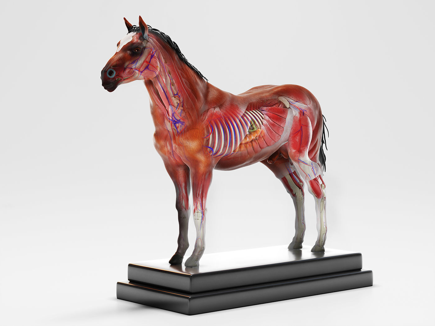 Horse Anatomy with internal organs - 4k textures 3D model_2