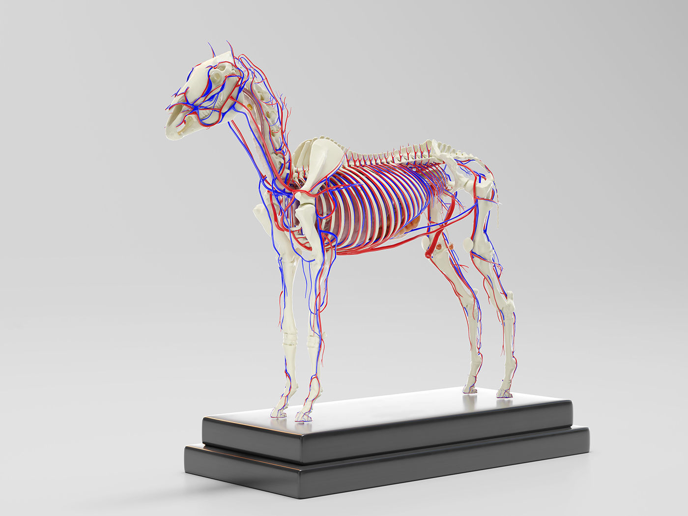 Horse Anatomy with internal organs - 4k textures 3D model_8
